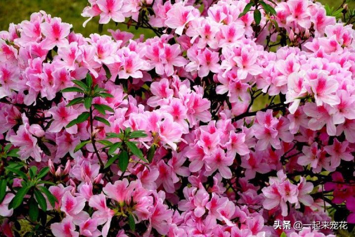 最美的花图片（盘点开得最好看的10款花）