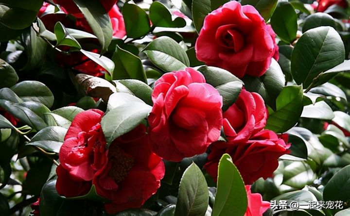 最美的花图片（盘点开得最好看的10款花）