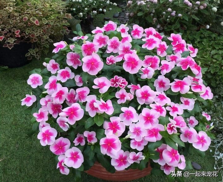 最美的花图片（盘点开得最好看的10款花）