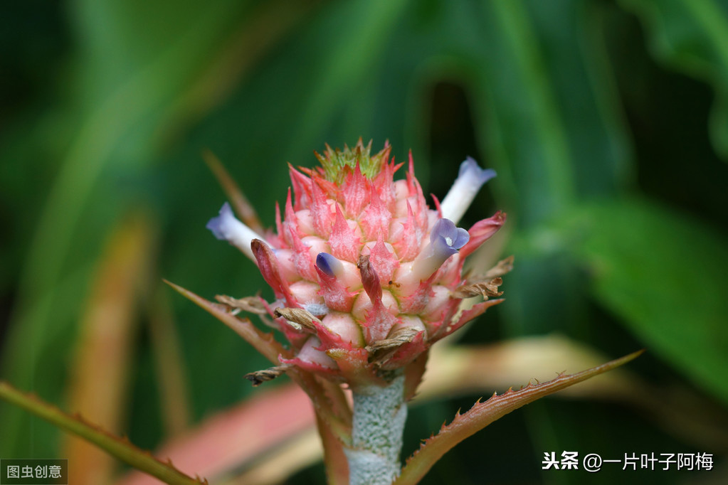 鸿运当头一般能活多久（最有年味的花鸿运当头超好养活）