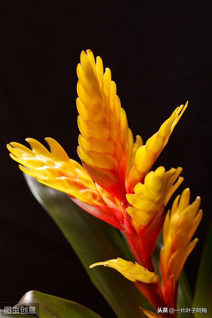 鸿运当头一般能活多久（最有年味的花鸿运当头超好养活）