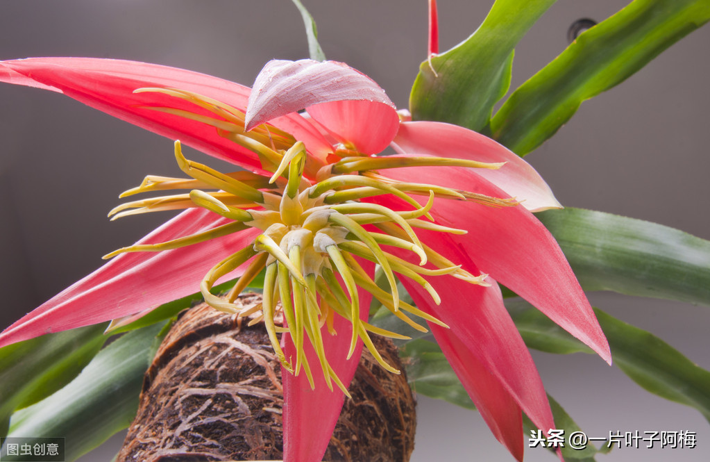 鸿运当头一般能活多久（最有年味的花鸿运当头超好养活）