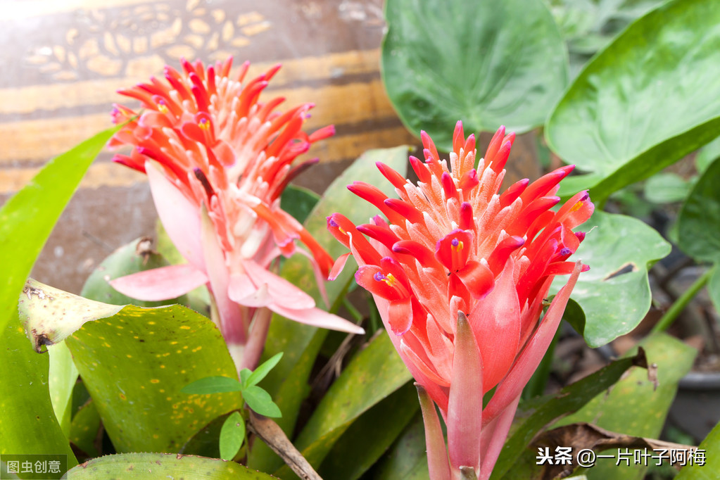 鸿运当头一般能活多久（最有年味的花鸿运当头超好养活）