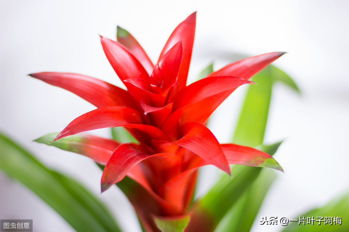 鸿运当头一般能活多久（最有年味的花鸿运当头超好养活）