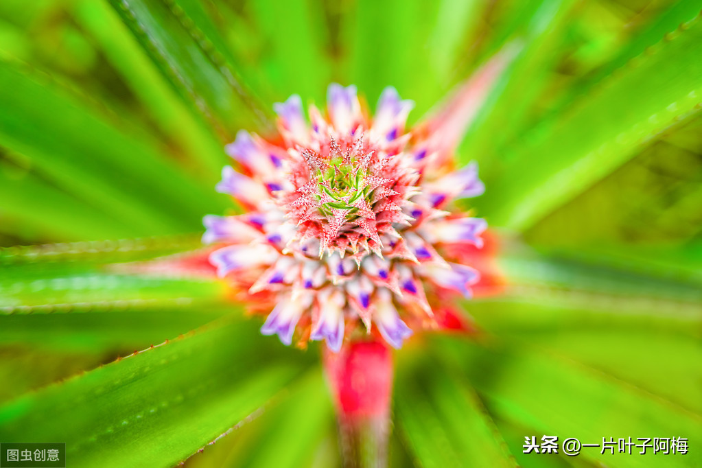 鸿运当头一般能活多久（最有年味的花鸿运当头超好养活）