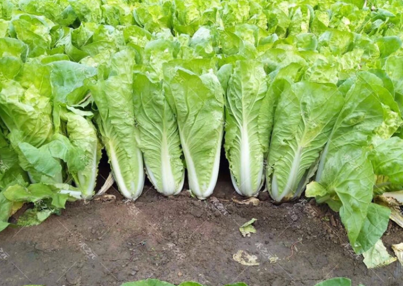 杏子是什么季节的水果（水果蔬菜自然成熟的时间表）