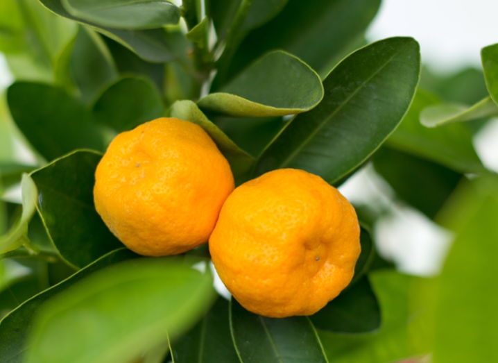杏子是什么季节的水果（水果蔬菜自然成熟的时间表）