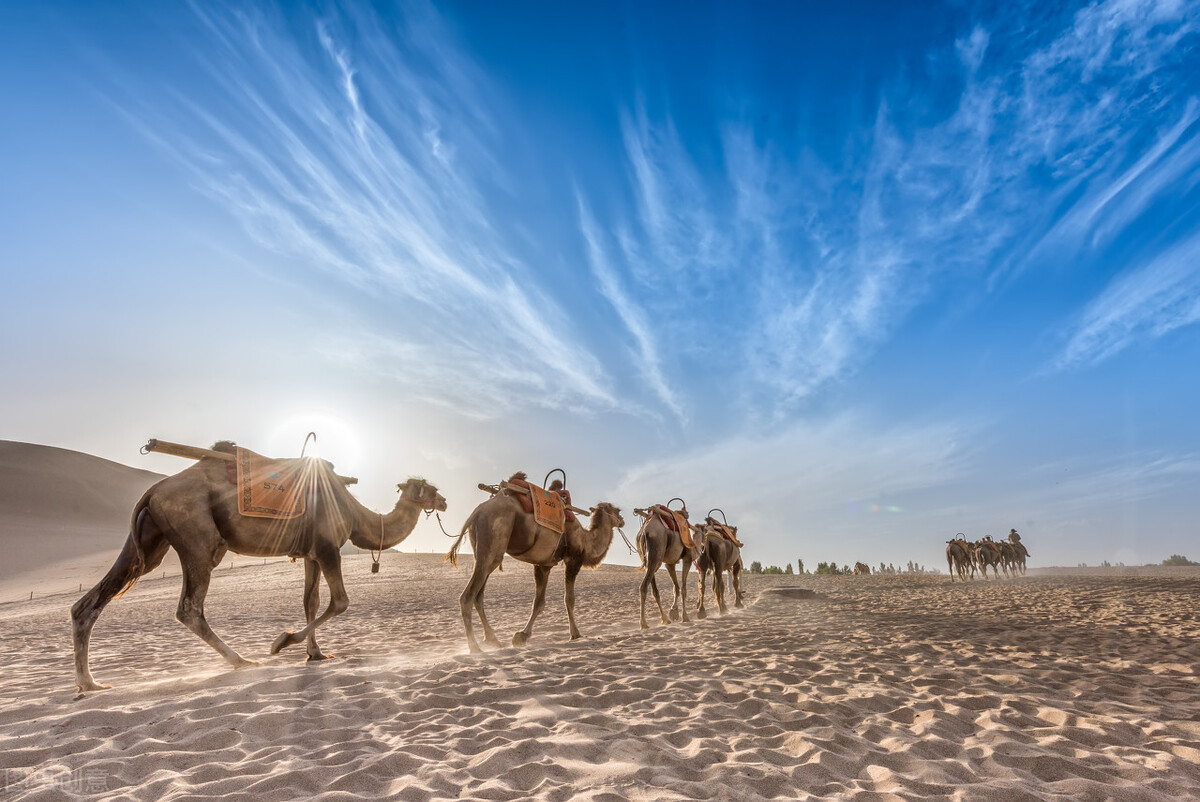 中原地区种植葡萄始于哪个朝代（揭秘葡萄传入中原的时期）