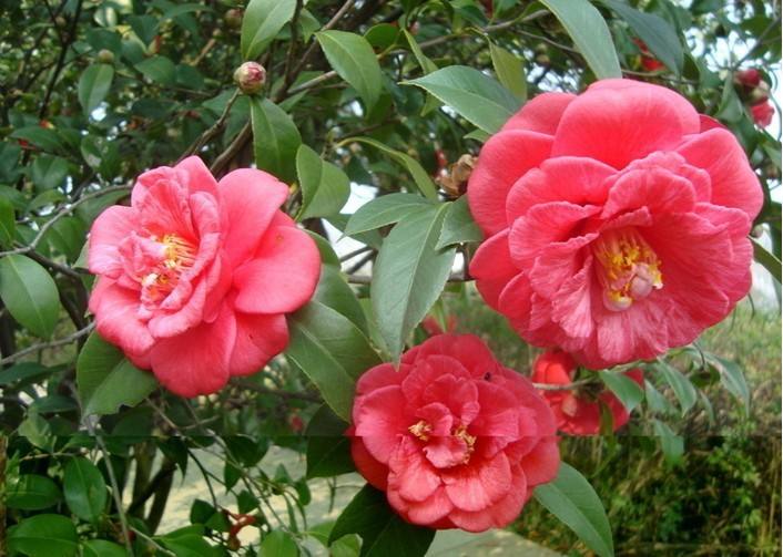 什么花在冬天开放（10种冬季开花的花卉）