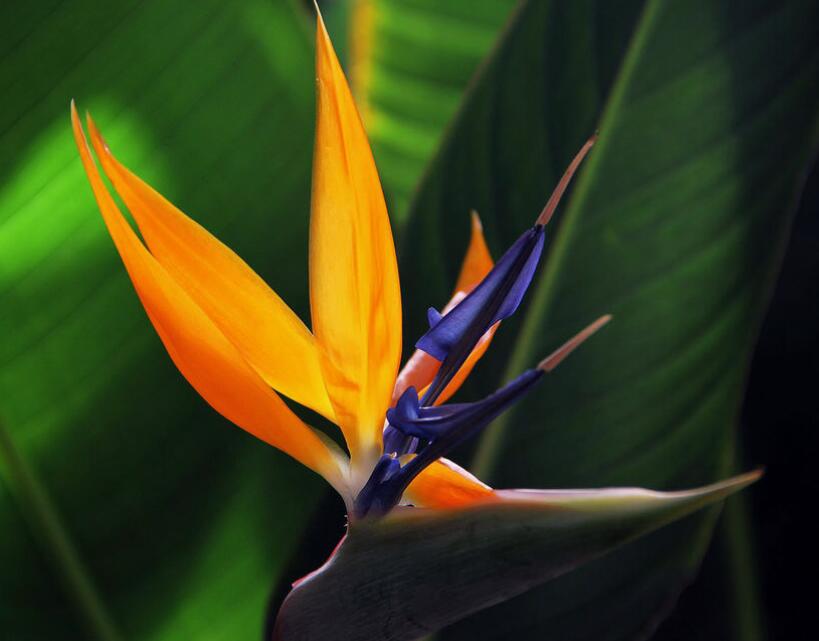 什么花在冬天开放（10种冬季开花的花卉）