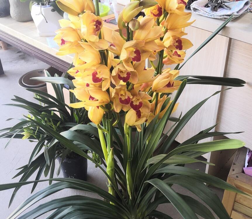 什么花在冬天开放（10种冬季开花的花卉）