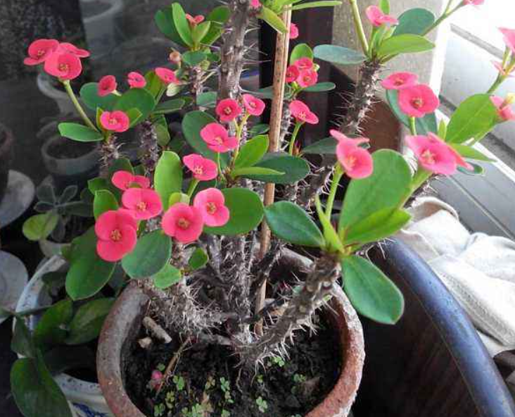 什么花在冬天开放（10种冬季开花的花卉）