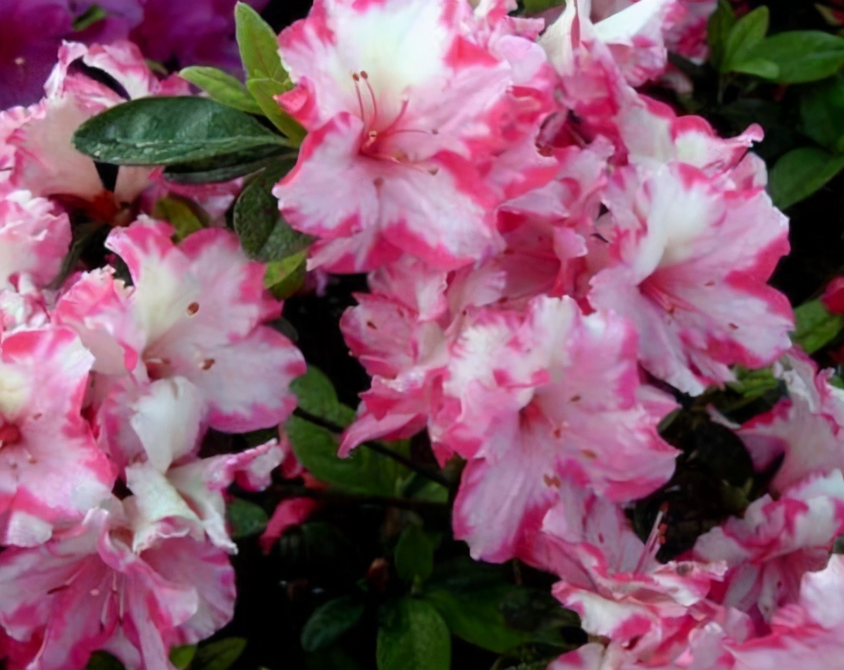 什么花在冬天开放（10种冬季开花的花卉）