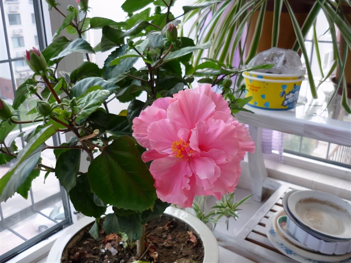 什么花在冬天开放（10种冬季开花的花卉）