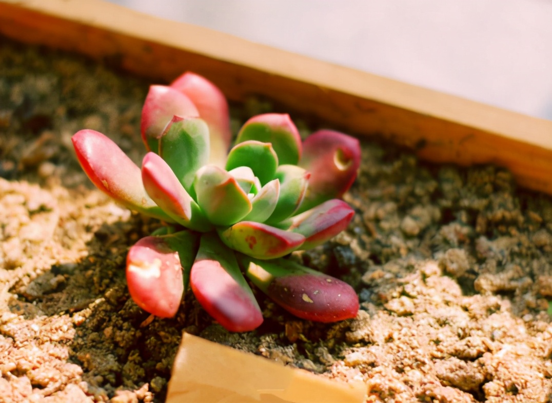 新手种多肉用什么土（常见的3个配土问题）