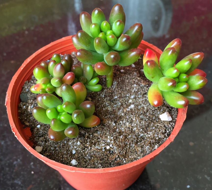 新手种多肉用什么土（常见的3个配土问题）