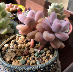 ​新手种多肉用什么土（常见的3个配土问题）