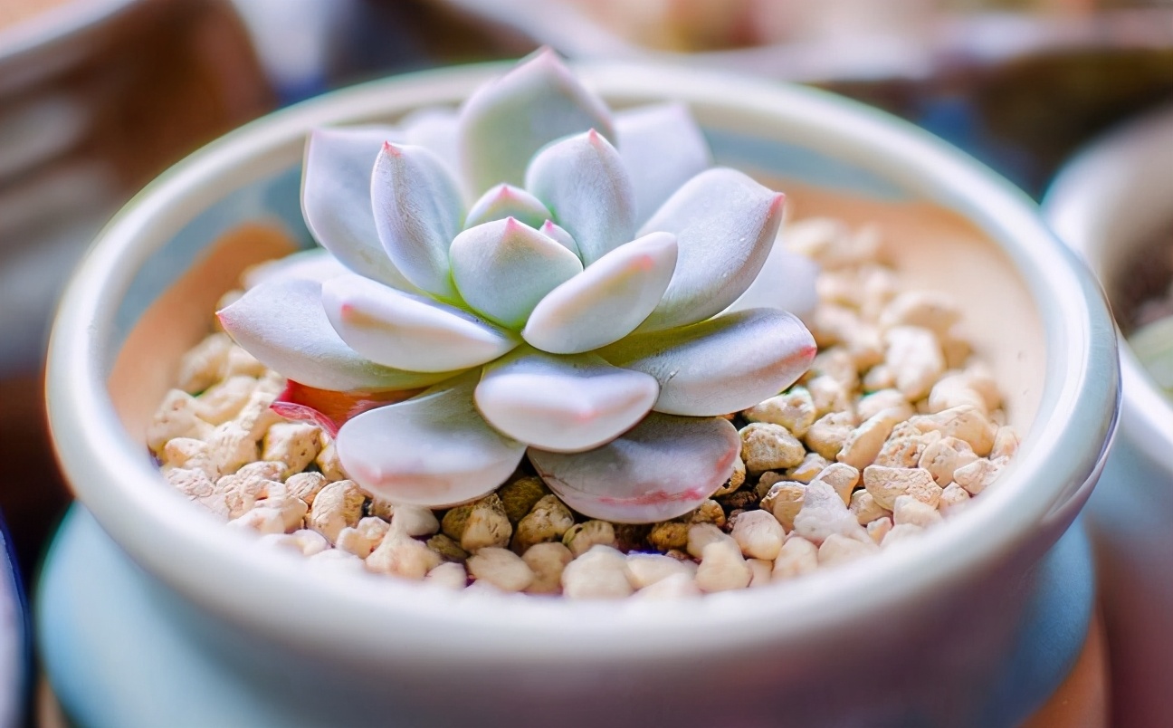 新手种多肉用什么土（常见的3个配土问题）