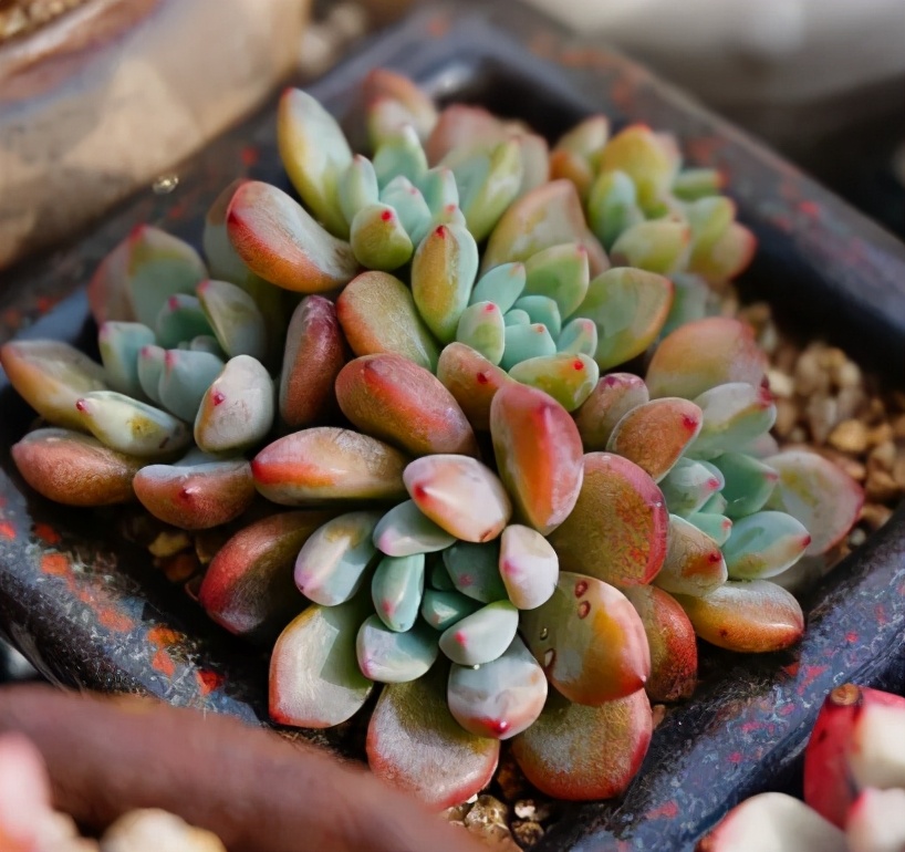 新手种多肉用什么土（常见的3个配土问题）