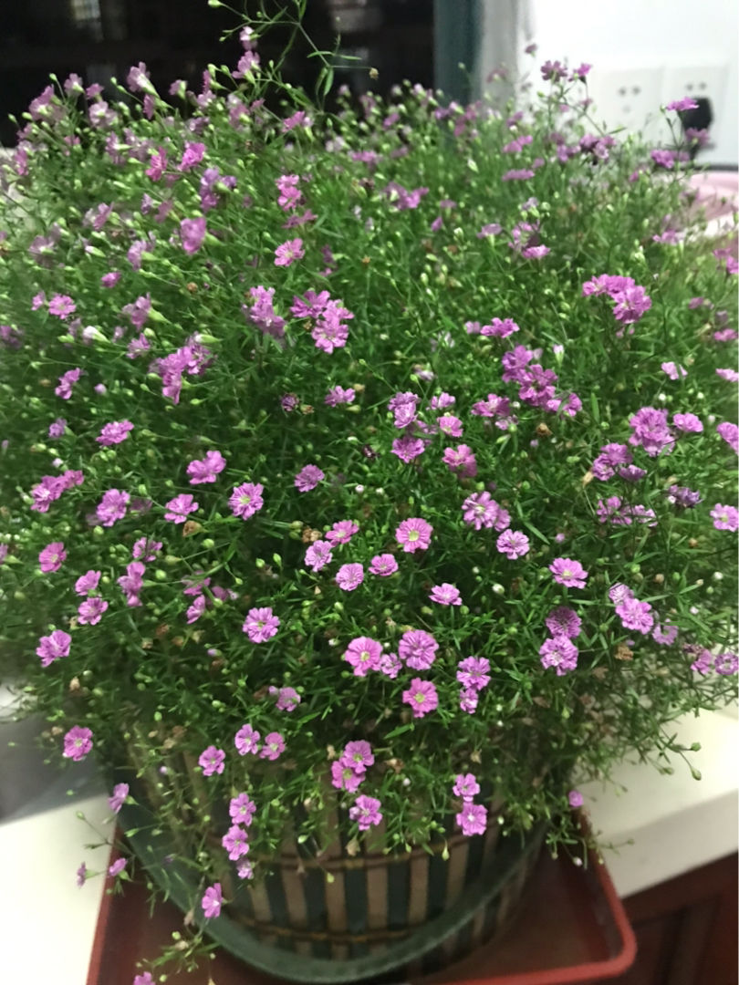 为什么不能送女朋友蓝色妖姬（解读蓝色妖姬的花语含义）