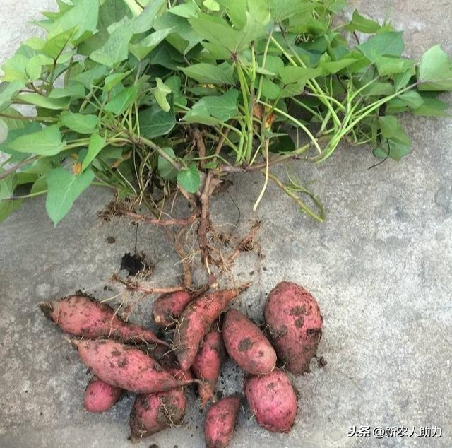 红薯什么时候下种育苗（红薯育苗高产方法）