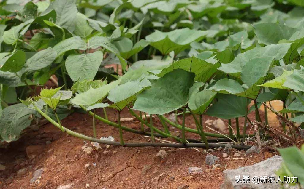 红薯什么时候下种育苗（红薯育苗高产方法）