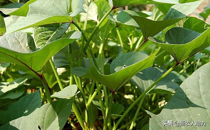 红薯什么时候下种育苗（红薯育苗高产方法）