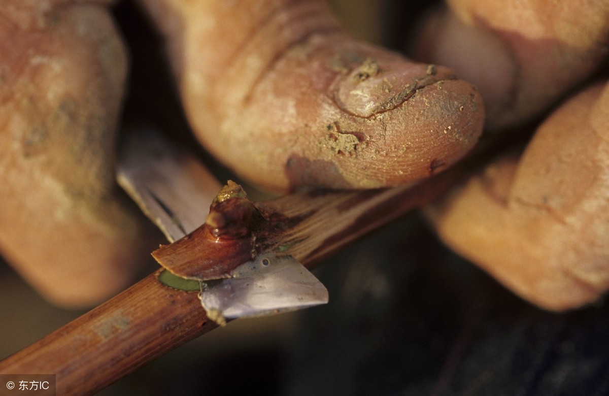 杏树可以嫁接几种果树（关于杏树嫁接的有关知识）