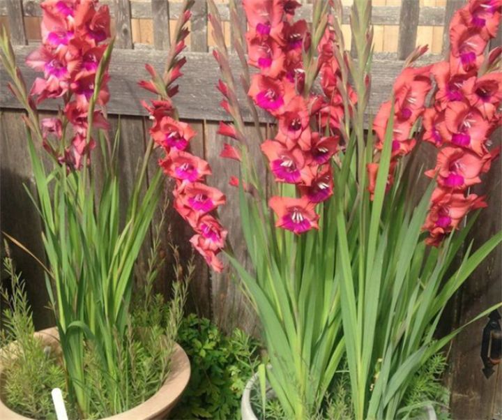 剑兰花语和寓意是什么意思（详解剑兰花代表的寓意）