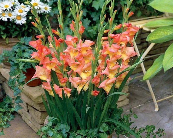 剑兰花语和寓意是什么意思（详解剑兰花代表的寓意）