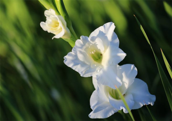 剑兰花语和寓意是什么意思（详解剑兰花代表的寓意）