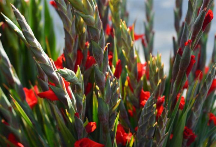 剑兰花语和寓意是什么意思（详解剑兰花代表的寓意）