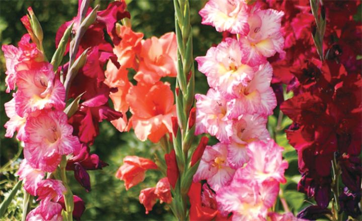 剑兰花语和寓意是什么意思（详解剑兰花代表的寓意）