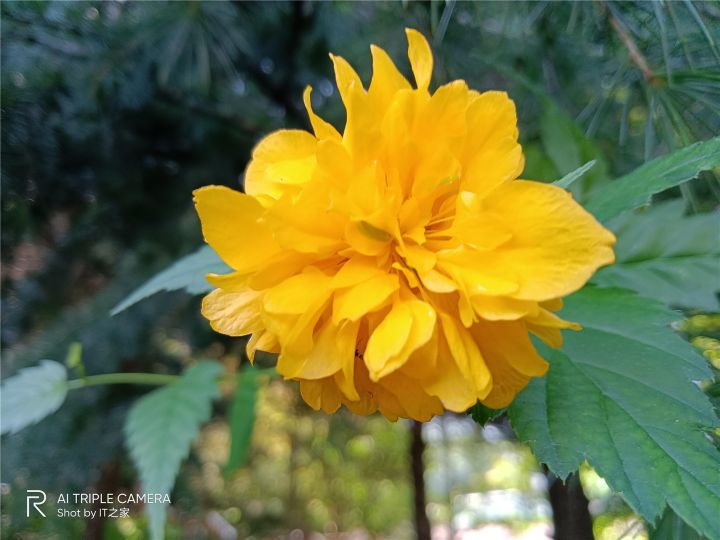 realmev3详细参数（真我 V3 上手体验效果）