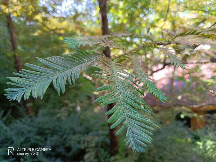 realmev3详细参数（真我 V3 上手体验效果）