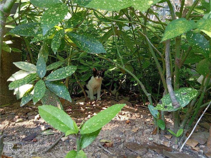 realmev3详细参数（真我 V3 上手体验效果）