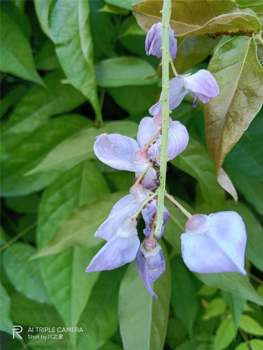 realmev3详细参数（真我 V3 上手体验效果）