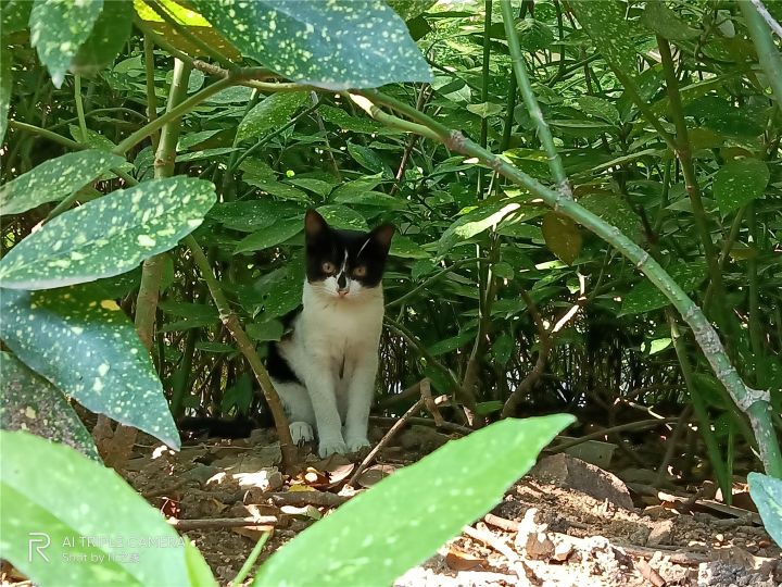 realmev3详细参数（真我 V3 上手体验效果）