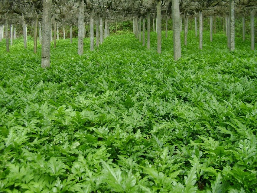 珍贵药材种植（干货分享药材种植的小妙招）