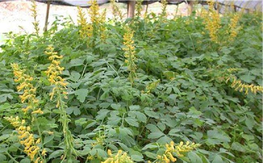 珍贵药材种植（干货分享药材种植的小妙招）