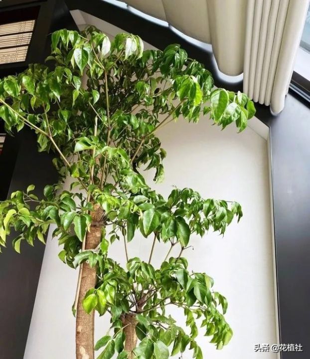 春羽的风水作用（6种旺家的绿植优选品种）