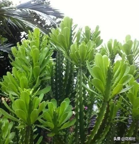 春羽的风水作用（6种旺家的绿植优选品种）