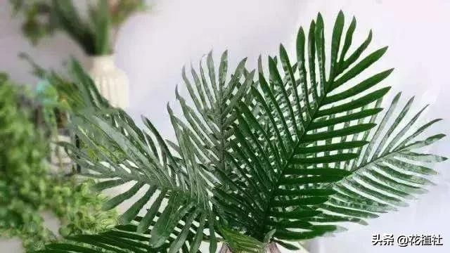 春羽的风水作用（6种旺家的绿植优选品种）