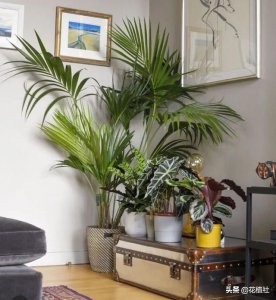 ​春羽的风水作用（6种旺家的绿植优选品种）