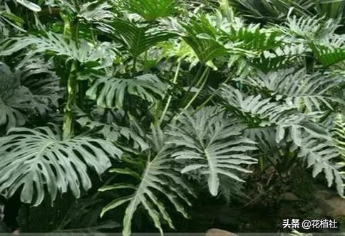 春羽的风水作用（6种旺家的绿植优选品种）