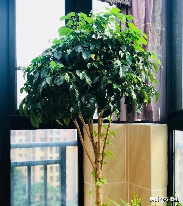 春羽的风水作用（6种旺家的绿植优选品种）