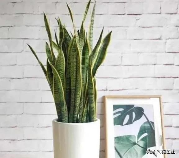 春羽的风水作用（6种旺家的绿植优选品种）