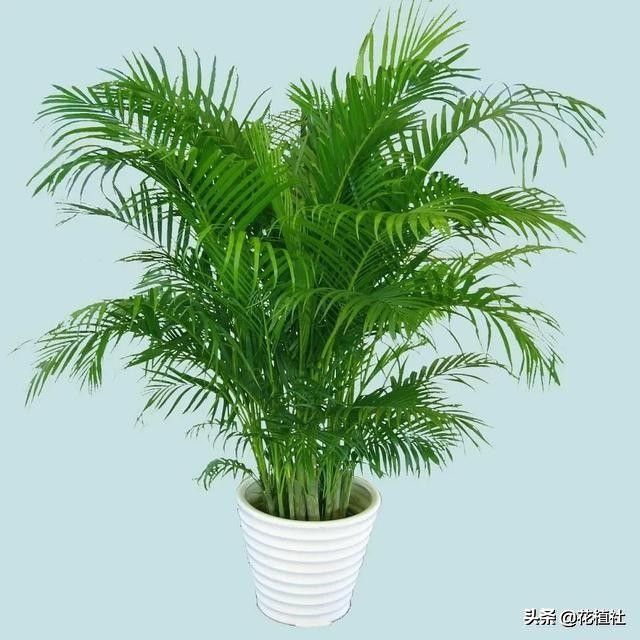 春羽的风水作用（6种旺家的绿植优选品种）
