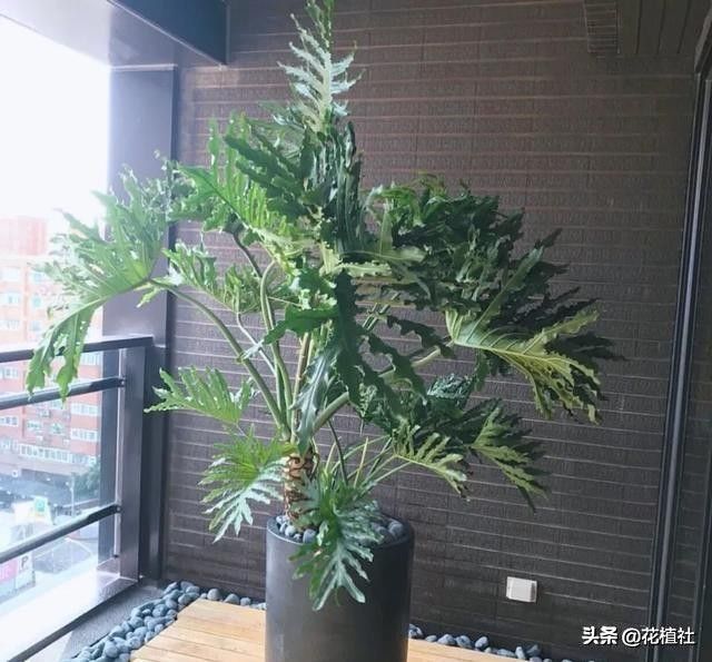 春羽的风水作用（6种旺家的绿植优选品种）