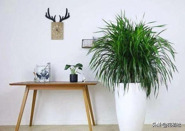 春羽的风水作用（6种旺家的绿植优选品种）